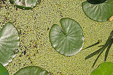 《矮人要塞》最强Mod即将支持Steam版本